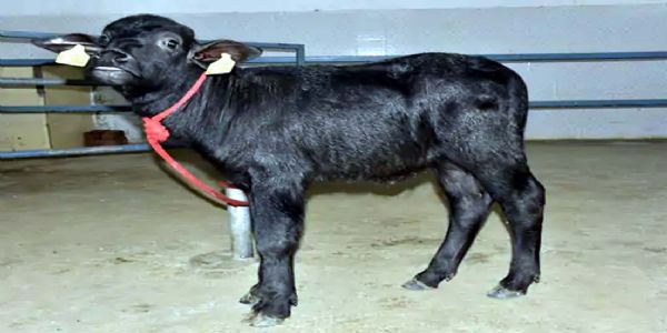 हिसार में ‘हिसार गौरव 2.0’ क्लोन बछड़े का जन्म: भैंस अनुसंधान संस्थान की बड़ी सफलता