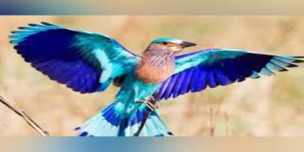 नीलकंठ पक्षी के संरक्षण की कोई विशेष योजना नहींः केंद्र