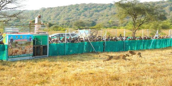 मप्र के कूनो राष्ट्रीय उद्यान में मादा चीता वीरा के शावक की मौत