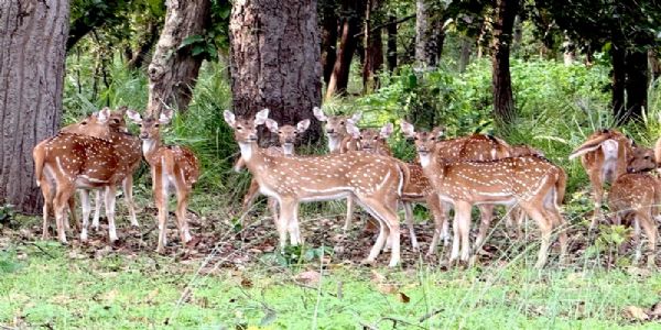 मप्रः बांधवगढ़ टाइगर रिजर्व के बफर जोन में वन्यजीव पर्यटन का बढ़ रहा आकर्षण