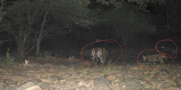 मप्र के माधव टाइगर रिजर्व में बाघिन एमटी-3 ने दो शावकों को दिया जन्म