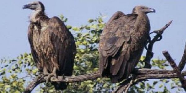 मप्र में राज्य व्यापी गिद्ध गणना शुरू, पहली बार ऑनलाइन ऐप से हो रही गिद्धों की गणना