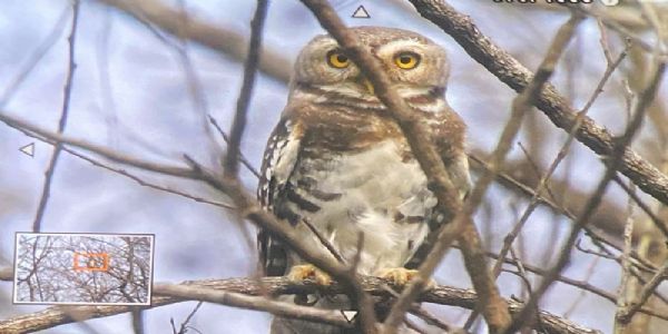 मप्र के कूनो राष्ट्रीय उद्यान में पहली बार दिखा दुर्लभ प्रजाति का फॉरेस्ट आउलेट