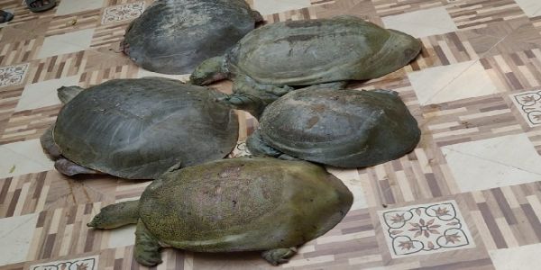 मप्र एसडीएसएफ, आरपीएफ और वन विभाग की बड़ी कार्रवाई, दुर्लभ प्रतिबंधित 311 कछुए जब्त, एक आरोपी गिरफ्तार