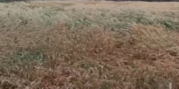 उत्तर प्रदेश में बारिश से फसलों को भारी नुकसान, आकाशीय बिजली से तीन लोगों की मौत