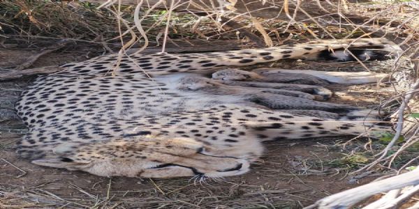 (लीड)कूनो में जन्मे पांच चीता शावक, चीतों की संख्या हुई 53