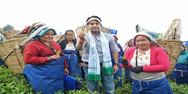 केंद्रीय मंत्री ज्योतिरादित्या सिंधिया ने सिक्किम के चाय बागान में तोड़ीं चाय की पत्तियां