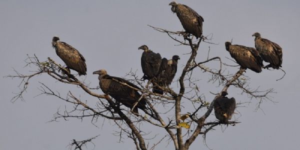 मप्र में ग्रीष्मकालीन प्रदेशव्यापी गिद्ध गणना शुरू, पहले दिन विभिन्न स्थानों पर मिले 8810 गिद्ध