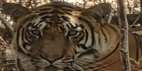 मप्र के कान्हा में एक और बाघ में मिला कैनाइन डिस्टेंपर वायरस, रेस्क्यू कर क्वारंटाइन सेंटर भेजा